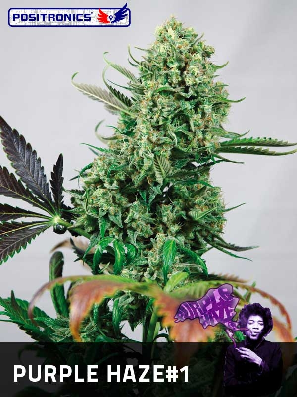 Purple Haze #1 Feminised Cannabis Seeds | Positronics