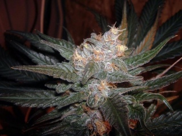 The Purps Regular Cannabis Seeds | BC Bud Depot