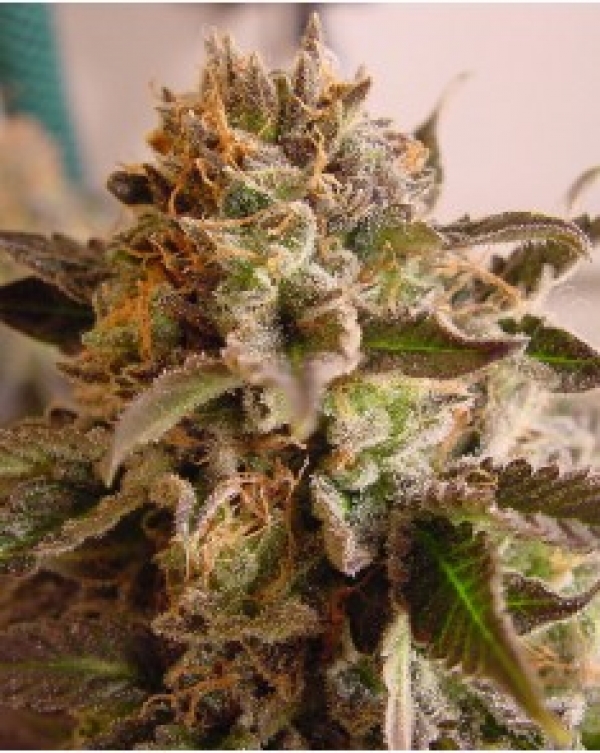 Rock Bud Regular Cannabis Seeds | Soma Seeds