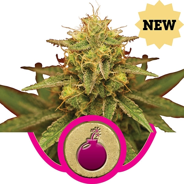 Royal Domina Feminised Cannabis Seeds | Royal Queen Seeds