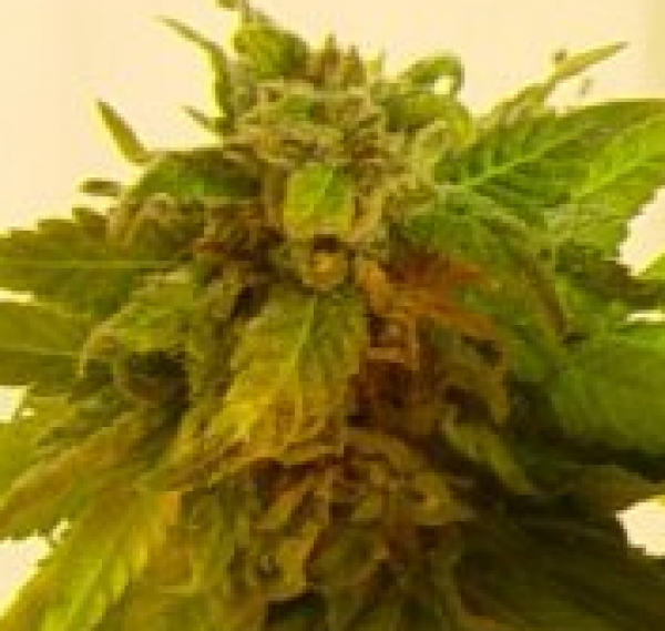 Sapphire Star Regular Cannabis Seeds