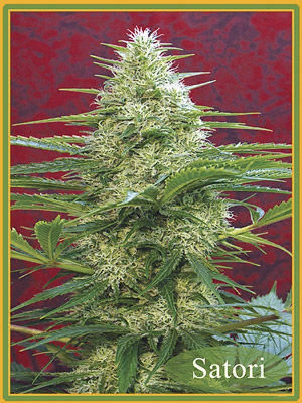 Satori Regular Cannabis Seeds | Mandala Seeds