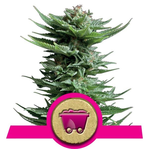 Shining Silver Haze Feminised Cannabis Seeds | Royal Queen Seeds