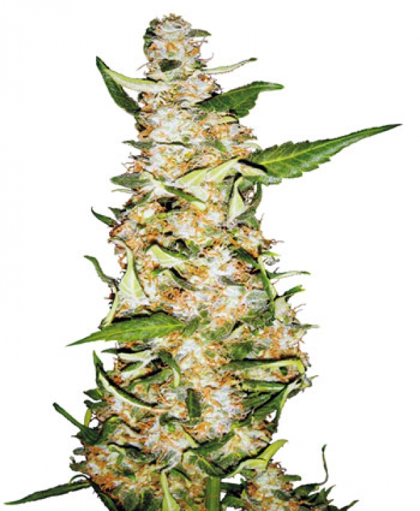 Skunk #1 Auto Femininsed Cannabis Seeds | Sensi Seeds