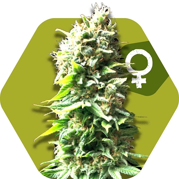 Skunk Feminised Cannabis Seeds | Zambeza Seeds