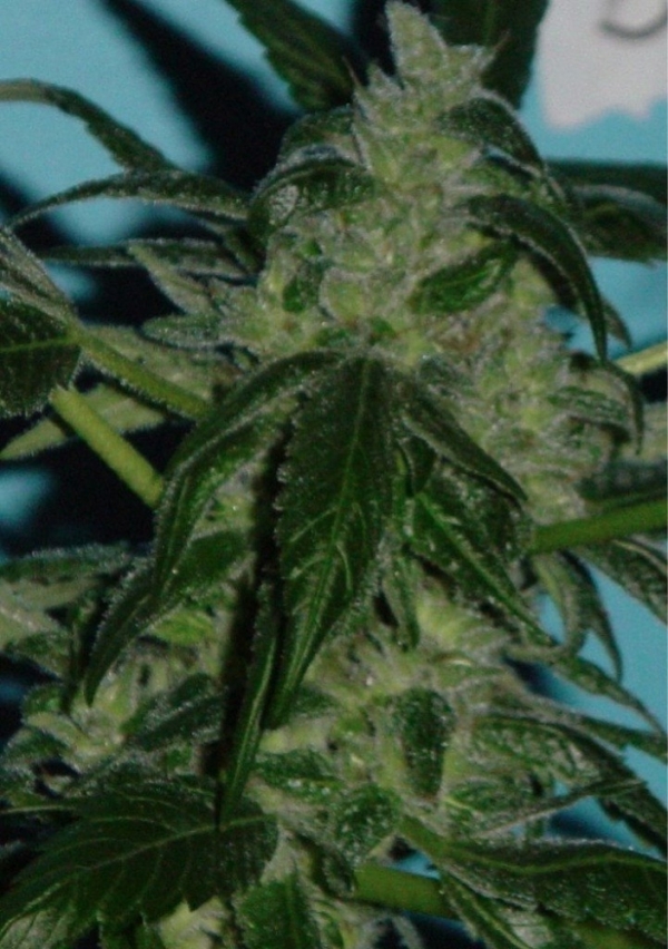 Skunkberry Regular Cannabis Seeds