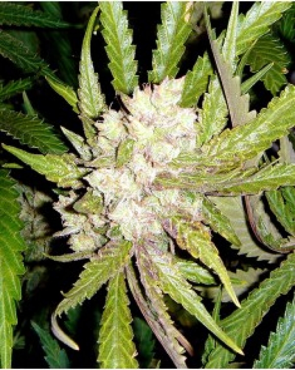 Sogauda Feminised Cannabis Seeds | Soma Seeds