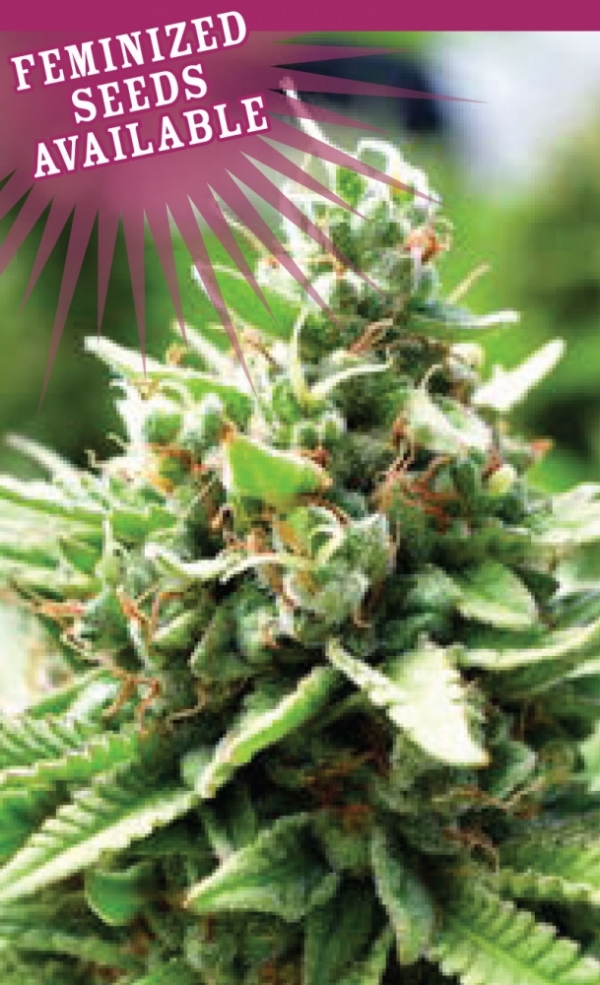 Sol Mate Auto Feminised Cannabis Seeds - Humboldt Seed Company