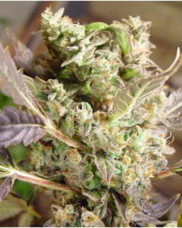 Somango Regular Cannabis Seeds | Soma Seeds