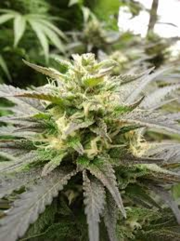 Sour Diesel Haze Feminised Cannabis Seeds