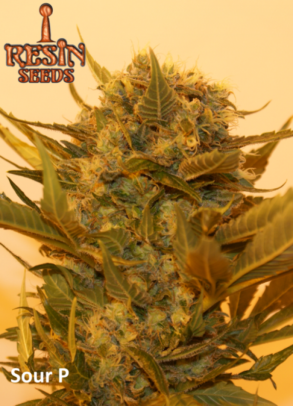 Sour P Feminised Cannabis Seeds | Resin Seeds