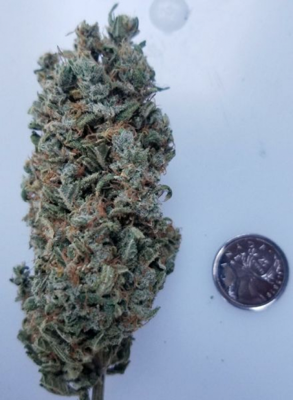 Sour Tsunami Regular Cannabis Seeds | BC Bud Depot