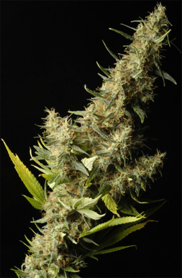 Southern Lights Regular Cannabis Seeds | Delta 9 Labs
