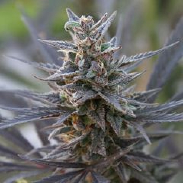 Spontanica Regular Cannabis Seeds | KC Brains Seeds