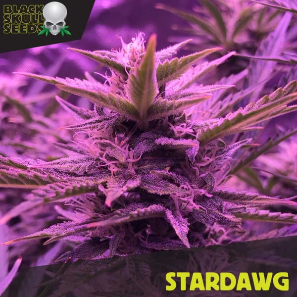 Stardawg Feminized Cannabis Seeds | Black Skull Seeds