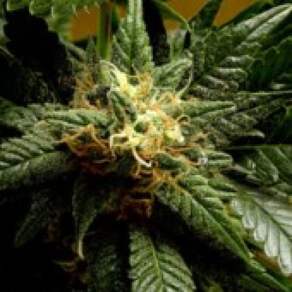 Stargazer Regular Cannabis Seeds | Delta 9 Labs