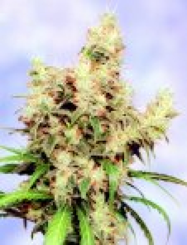 Stonehedge Feminised Cannabis Seeds | Sagarmartha Seeds