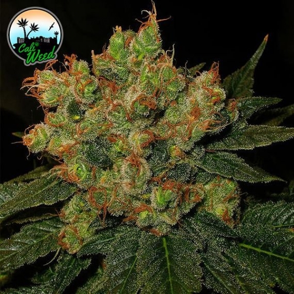 Strawberry Gelato Feminised Cannabis Seeds - Cali Weed