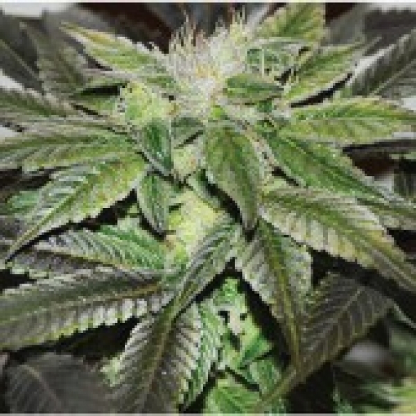 Sugar Candy Feminised Cannabis Seeds | Delicious Seeds