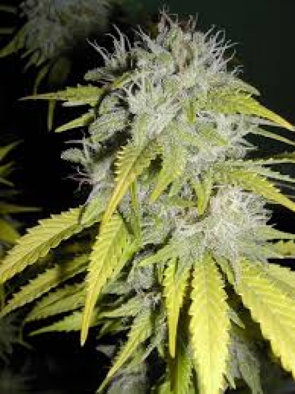 Super Blueberry Haze Regular Auto Cannabis Seeds | Flash Autos