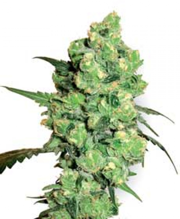 Super Skunk Feminised Cannabis Seeds | White Label Seed Company
