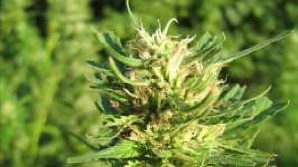  Super Skunk Feminised Cannabis Seeds | Nirvana