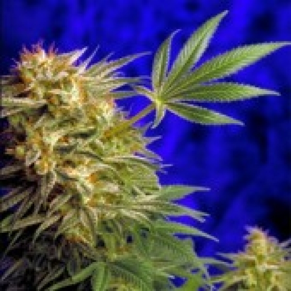 Super Star Regular Cannabis Seeds | Delta 9 Labs