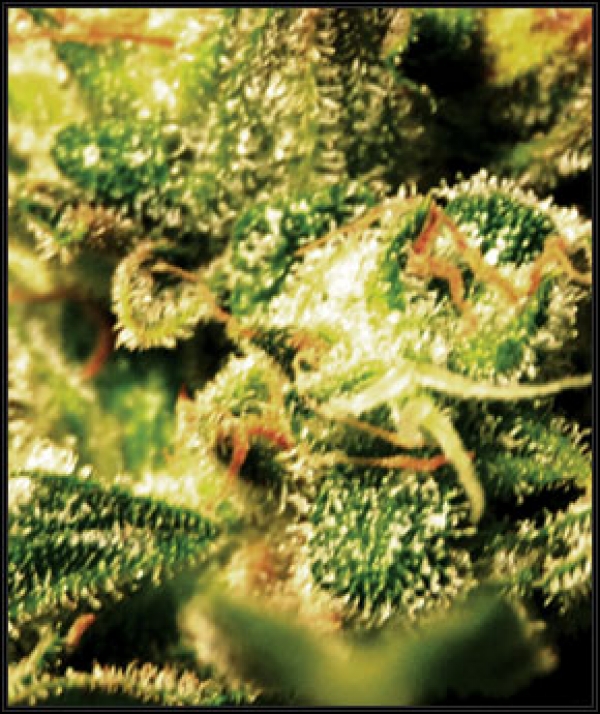 Super Critical Automatic Feminised Cannabis Seeds | Green House Seeds 