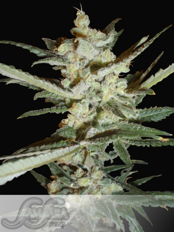 Supersonic Crystal Storm Auto Feminised Cannabis Seeds