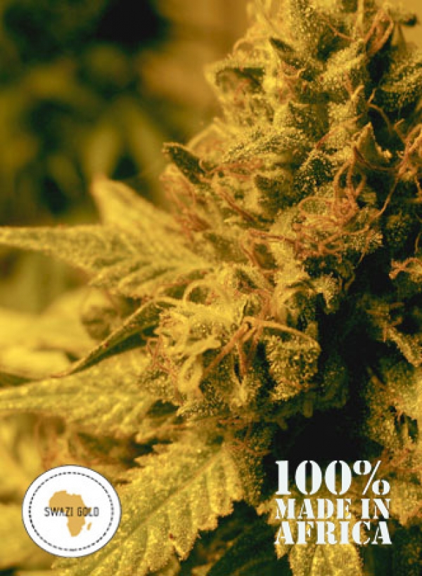 Swazi Gold Regular Cannabis Seeds | Seeds of Africa