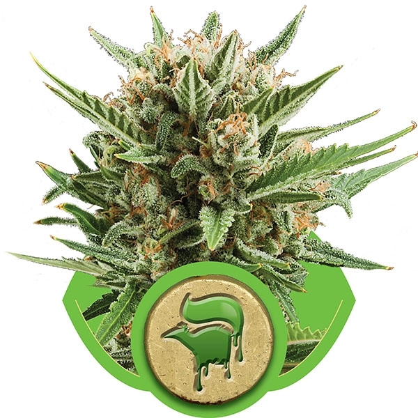 Sweet Skunk Auto Feminised Cannabis Seeds | Royal Queen Seeds