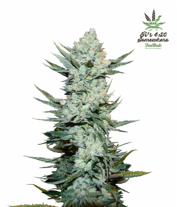 Tangie'matic Auto Feminised Cannabis Seeds | Fast Buds