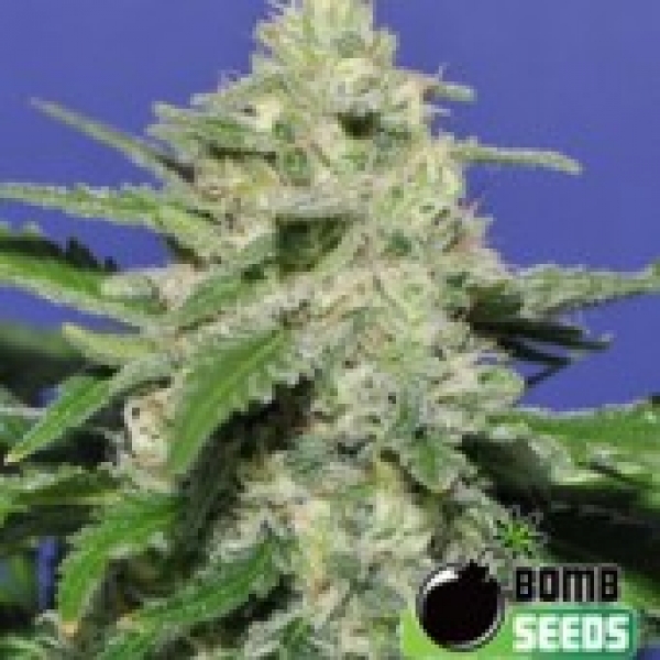 Bomb Seeds THC Bomb Auto Feminised Cannabis Seeds For Sale