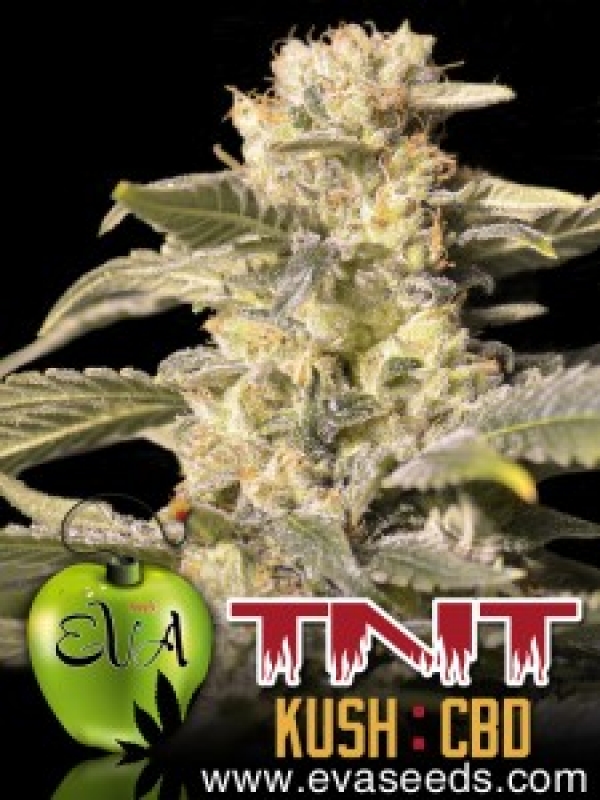 TNT Kush CBD Feminised Cannabis Seeds | Eva Seeds
