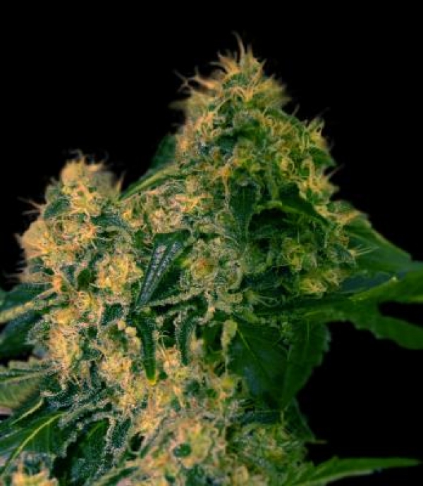 Torpedo Feminised Cannabis Seeds