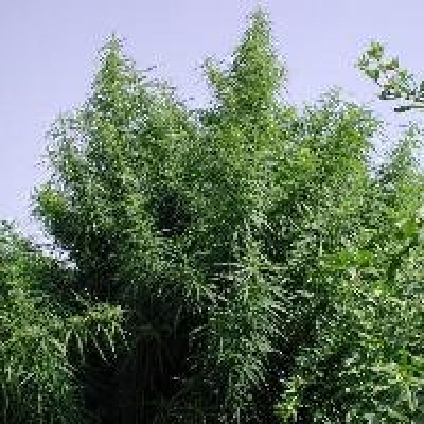 Tropical Mix Feminised Cannabis Seeds | Ace Seeds