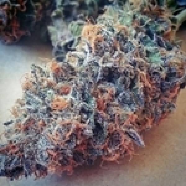 Ultimate Purple Regular Cannabis Seeds |  BC Bud Depot