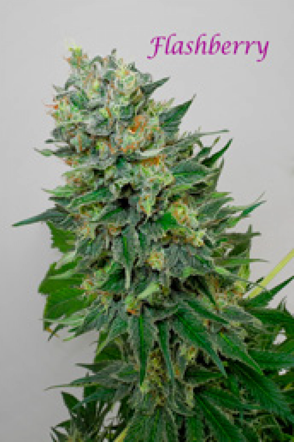 Flashberry Regular Cannabis Seeds | Mandala Seeds