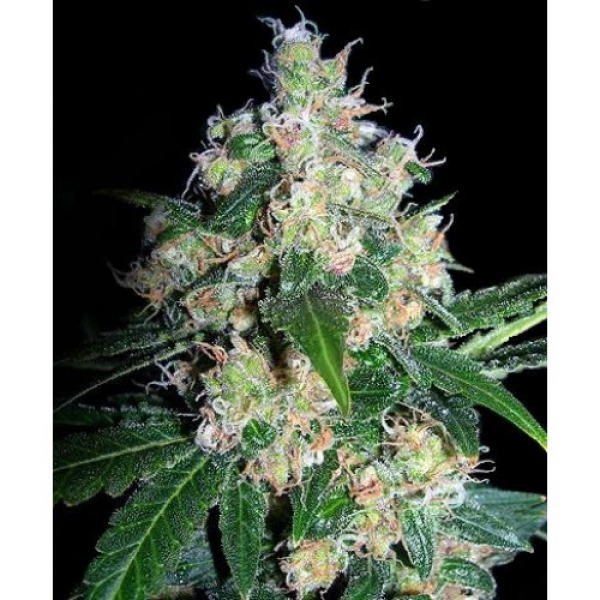 Velvet Bud Feminised Cannabis Seeds | Seedsman | Discount, Value Weed Seeds
