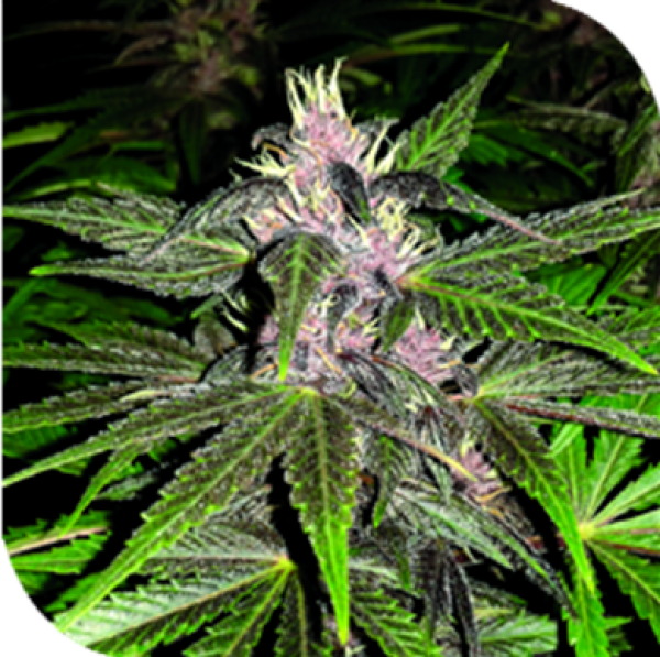 Violet Haze Feminised Cannabis Seeds | Plantformers