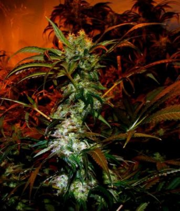 VIP Haze Feminised Cannabis Seeds