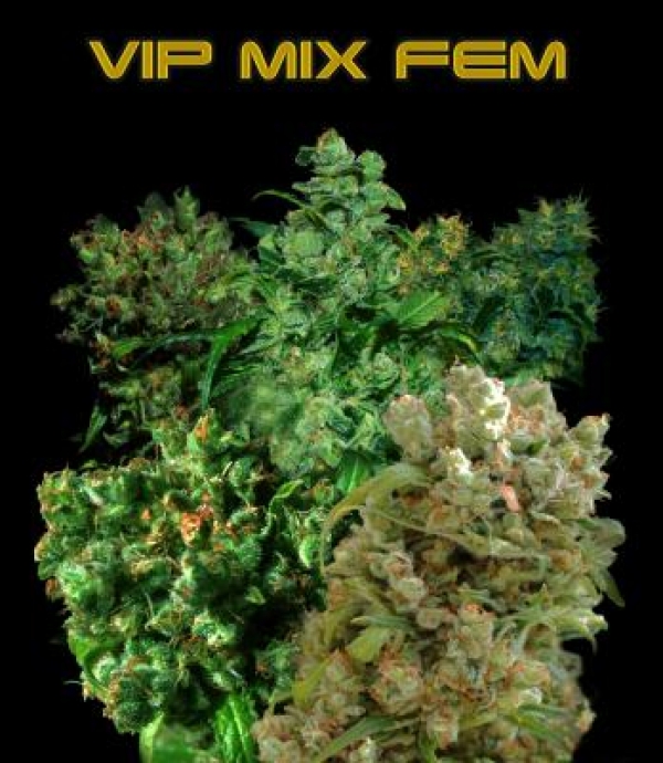 VIP Female Mix Feminised Cannabis Seeds