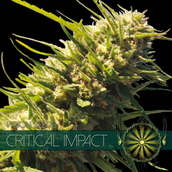 Critical Impact Feminised Cannabis Seeds | Vision Seeds