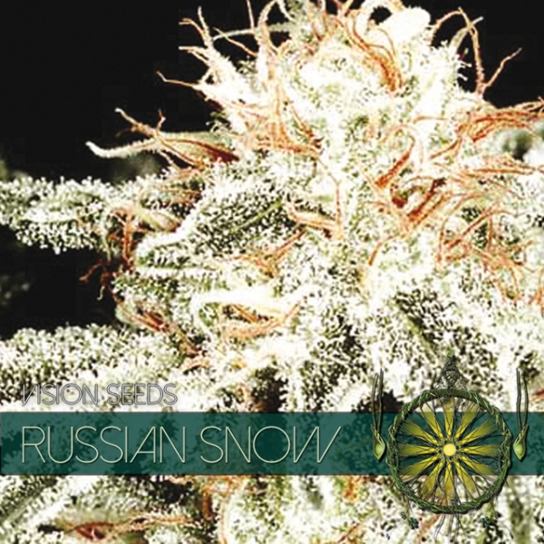 Russian Snow Feminised Cannabis Seeds | Vision Seeds