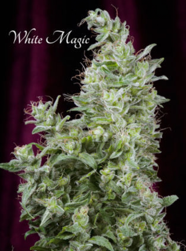 White Magic Feminised Cannabis Seeds | Mandala Seeds