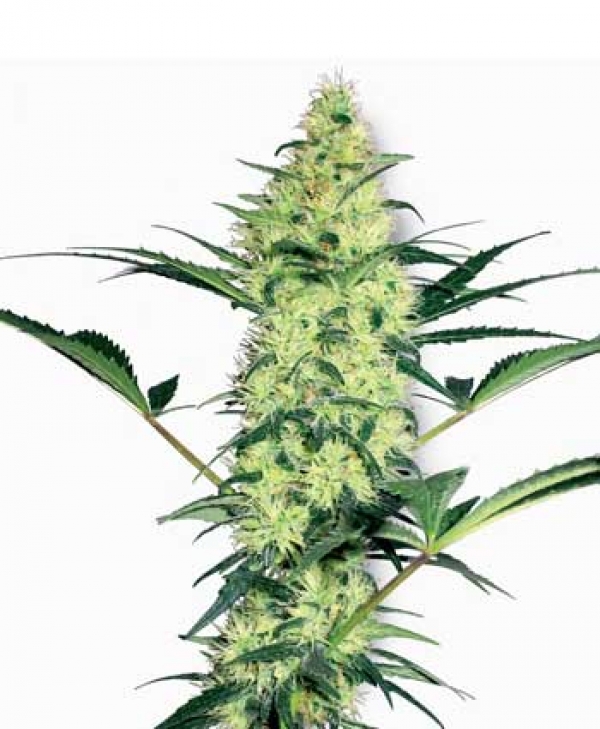 White Diesel Feminised Cannabis Seed | White Label Seed Company
