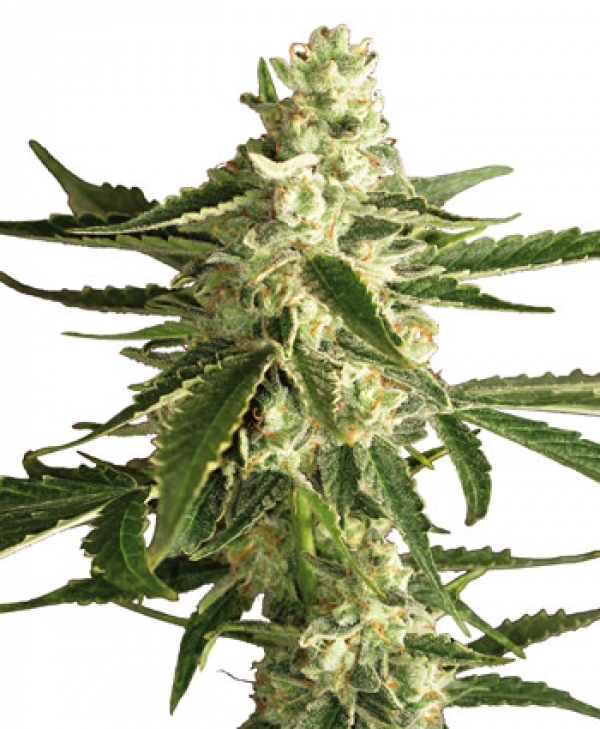 White Diesel Haze Auto Feminised Cannabis Seeds | White Label Seed Company