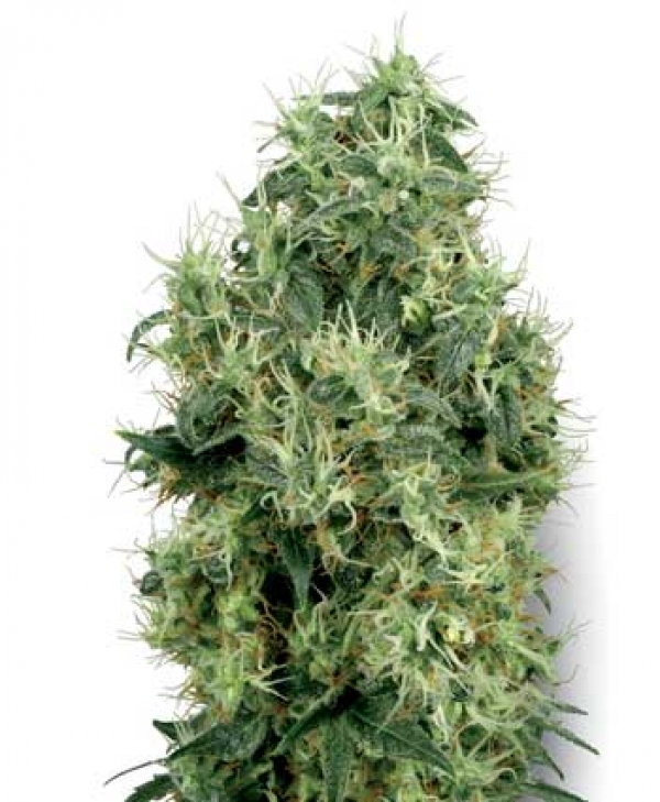 White Gold Feminised Cannabis Seeds | White Label Seed Company