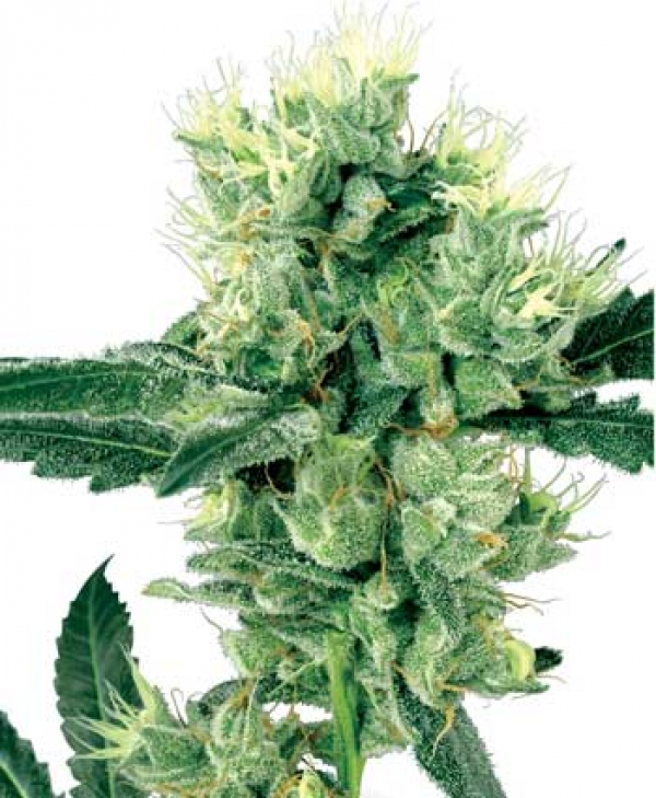 White Haze Regular Cannabis Seeds | White Label Seed Company