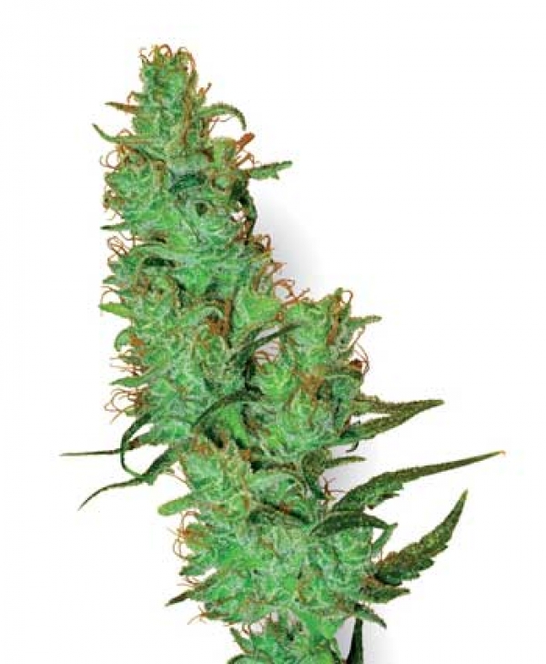 White Label Jack Herer Regular Cannabis Seeds | White Label Seed Company